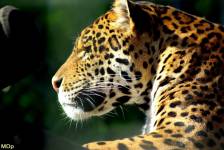 Michaël DESSEREY - MICHAEL DESSEREY